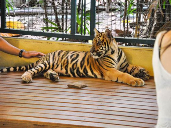 Visita-a-Tiger-Kingdom-5
