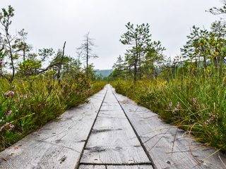 Visitar-Soomaa-National-Park-estonia-camino