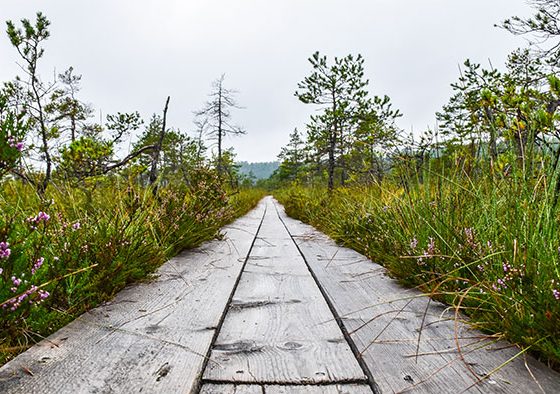 Visitar-Soomaa-National-Park-estonia-camino