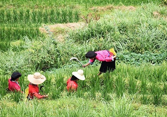 Cómo-visitar-arrozales-Longji-arrozales-3