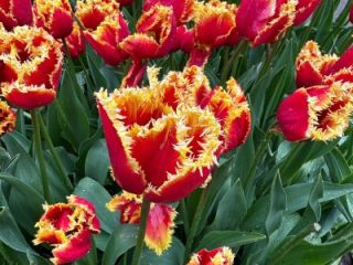 Keukenhof 2025 Paises Bajos