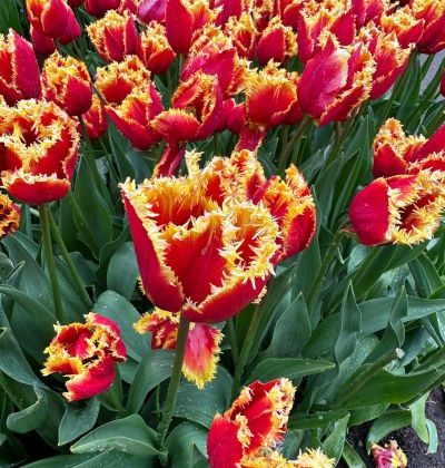 Keukenhof 2025 Paises Bajos