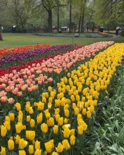 Keukenhof 2025 Holanda Tulipanes
